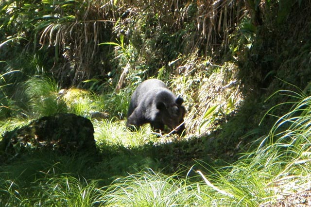 野外臺灣黑熊影像